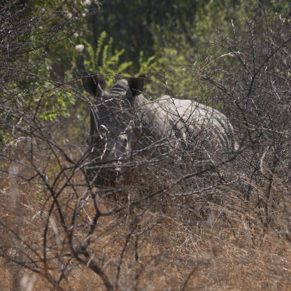On World Rhino Day, South Africa marks progress but still loses a rhino daily to poachers